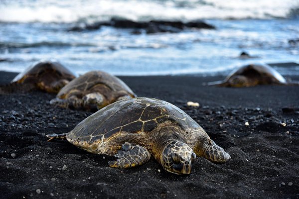 Quels sont les meilleurs choix de revêtements de sol pour une maison avec des animaux de compagnie ?