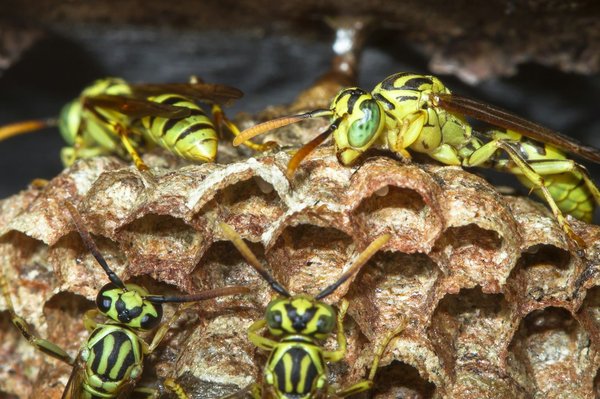 Désamorcer les nids de frelons en Vaucluse